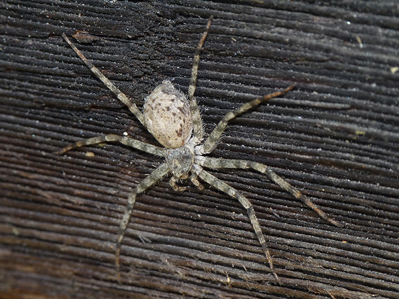 Philodromus sp. - Alpe Salecchio superiore (VCO)